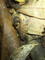 Tityus mattogrossensis