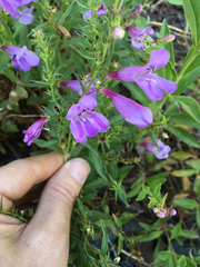 Penstemon platyphyllus