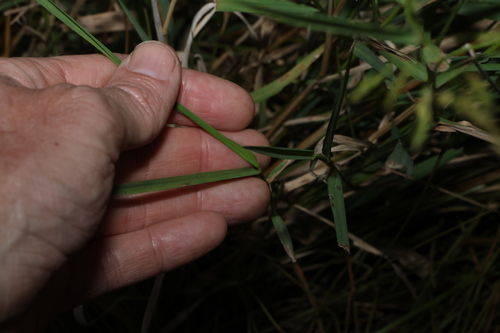 Image of Leersia hexandra by (c) Greg Tasney, some rights reserved (CC BY-SA)