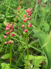 Pyrola asarifolia