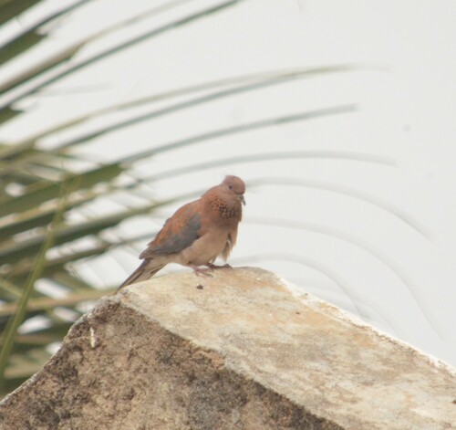 Laughing Dove