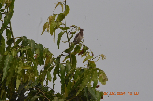 Common Bulbul