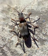 Chlorophorus aegyptiacus