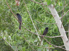 Dicrurus macrocercus