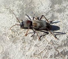 Chlorophorus aegyptiacus