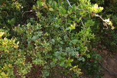 Indigofera porrecta