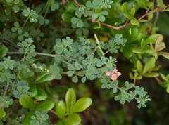Indigofera porrecta