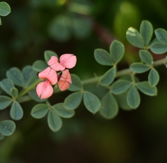 Indigofera porrecta