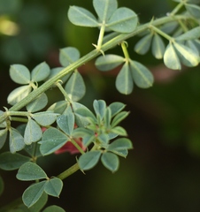 Indigofera porrecta