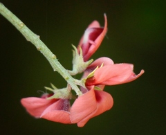 Indigofera porrecta