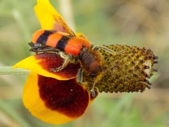 Trichodes bibalteatus