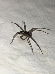 Philodromus dispar