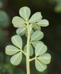 Indigofera porrecta