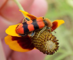 Trichodes bibalteatus