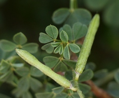 Indigofera porrecta