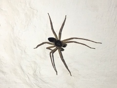 Philodromus dispar