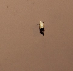 Eugnosta erigeronana