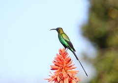 Malachite Sunbird photo 4