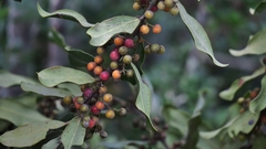 Euclea natalensis natalensis