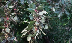 Euclea natalensis natalensis