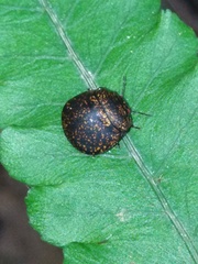 Phyllomegacopta majuscula