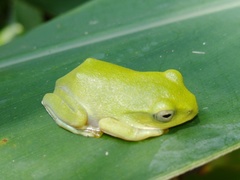 Zhangixalus taipeianus