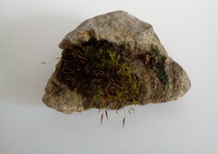 Tortula muralis