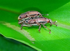 Sphenocorynes kosempoensis