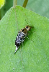 Glipa malaccana