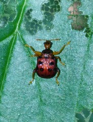 Agomadaranus pardaloides