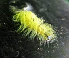Acronicta leporina