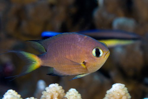 Dark-fin chromis (Chromis atripes) — Pomacentridae — 3
