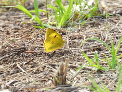 Colias poliographus