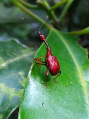 Paratrachelophorus nodicornis