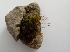 Tortula muralis