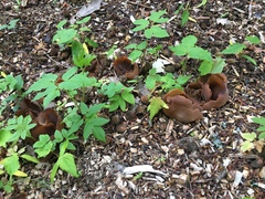 Fungi