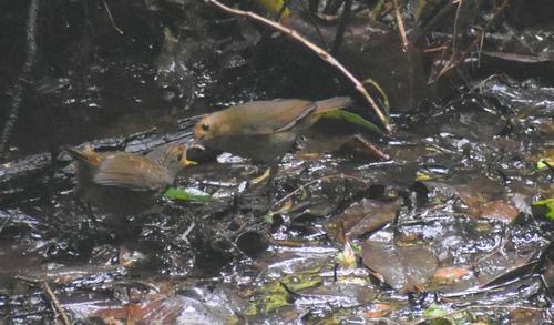 Himalayan Shortwing (Brachypteryx cruralis), photo 6