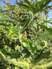 Ricinus communis