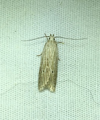 Helcystogramma