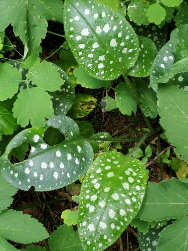 Pulmonaria saccharata, photograph 5