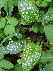 author not stated, no rights reserved Pulmonaria saccharata, photograph author not stated, no rights reserved