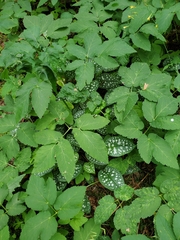 Pulmonaria saccharata, photograph author not stated, no rights reserved
