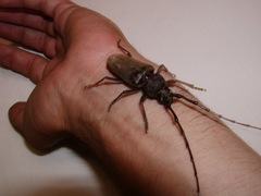 Enaphalodes hispicornis