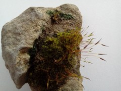 Tortula muralis