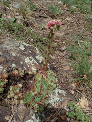 Sempervivum × alatum