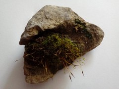Tortula muralis