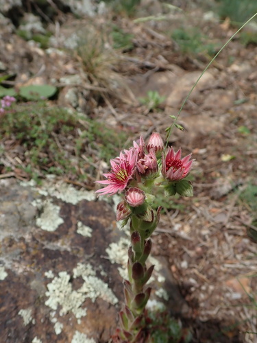 Sempervivum × alatum, photograph 1