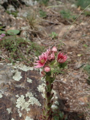 John Kenrick Gibson, CC0, iNaturalist via GBIF Sempervivum × alatum, photograph John Kenrick Gibson, CC0, iNaturalist via GBIF