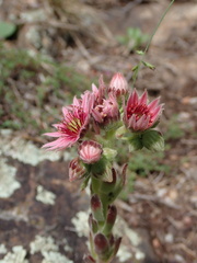 John Kenrick Gibson, CC0, iNaturalist via GBIF Sempervivum × alatum, photograph John Kenrick Gibson, CC0, iNaturalist via GBIF