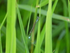 Ischnura elegans